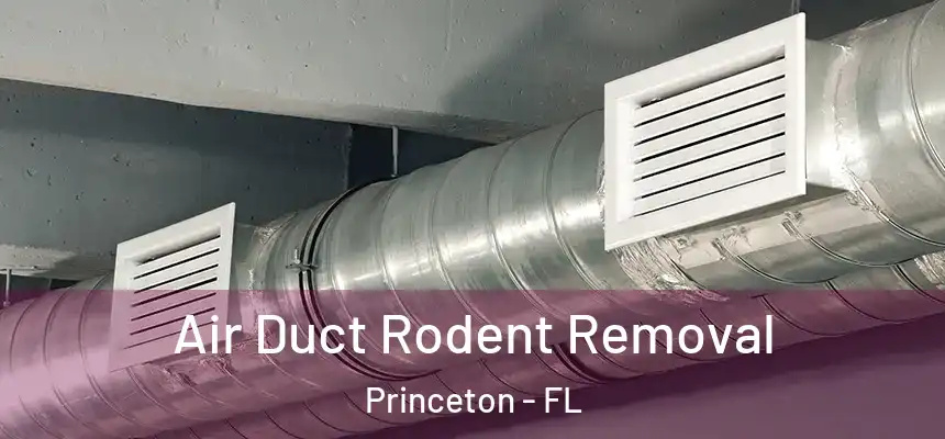  Air Duct Rodent Removal Princeton - FL